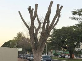 A poda que excede 50% da copa das árvores é considerada crime ambiental e o Imam recomenda atenção dos cidadãos - Foto: Divulgação/Imam