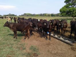 Além da nutrição, manejo e lotação por hectare podem beneficiar condição corporal dos bovinos – Foto: Ériklis Nogueira