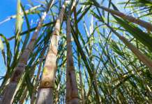 Conab estima produção de cana-de-açúcar em 673,2 milhões de toneladas na safra 2025/26