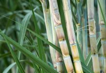 Primeira estimativa da Conab aponta safra de cana-de-açúcar em 709,1 milhões de toneladas