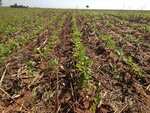 Clima favorável em MS acelera plantio de soja entre outubro e novembro