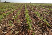 Clima favorável em MS acelera plantio de soja entre outubro e novembro
