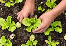 Agraer contribui para marca histórica de 28 mil CAFs emitidos em MS