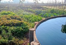 Aquicultura, o motor que conecta e impulsiona o Sisteminha Embrapa