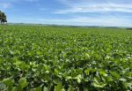 Com 95% da área já semeada, MS avança para a etapa final do plantio de soja