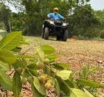 Trilha da Guavira em Bonito marca a temporada da fruta e celebra a conexão com a natureza