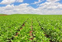 Em MS, plantio de soja ultrapassa metade da área estimada