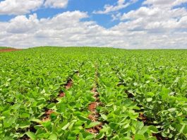 Em MS, plantio de soja ultrapassa metade da área estimada