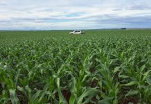 Milho segunda safra em MS deve chegar a 11,1 milhões de toneladas