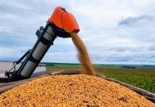 Com estimativa de mais de 16 milhões de toneladas, MS deve bater novo recorde com safra de soja