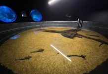 Bioparque Pantanal resgata peixes afetados pela decoada e fortalece pesquisas científicas