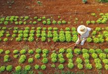 Agraer fortalece acesso ao crédito rural em projetos que abrem oportunidades a quem trabalha no campo