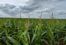 Milho impulsiona agroindústria e produção de etanol em Mato Grosso do Sul