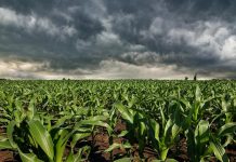 Milho safrinha em MS projeta mais de 11 milhões de toneladas, com alerta para clima instável