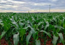 Colheita da soja avança para o fim e milho safrinha já está quase todo semeado em MS