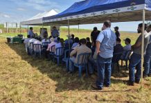 Antecipasto resulta em disponibilidade e qualidade de pasto no inverno