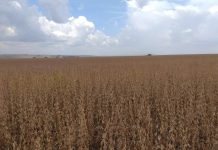 Aprosoja-MS reforça prazos do vazio sanitário e calendário da soja para safra 2026/2027