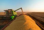 Colheita de soja avança para reta final e produção supera expectativas em MS