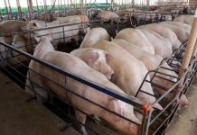 Suinocultura de MS avança com tecnologia, sustentabilidade e crescimento expressivo