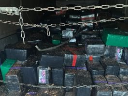 Ação integrada apreende mais de 10 toneladas de maconha escondidas em carga de eucalipto